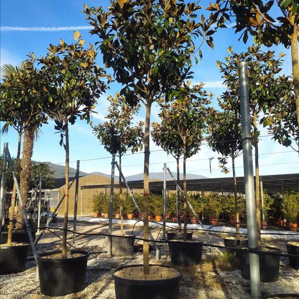 Magnolia grandiflora 'Gallisoniensis'  (Velecvetna magnolija na steblu)