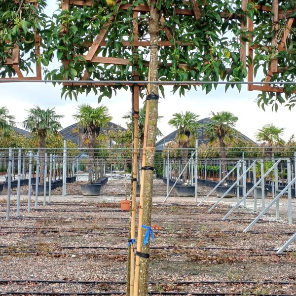 Ligustrum japonicum (japonski liguster – Na steblu)