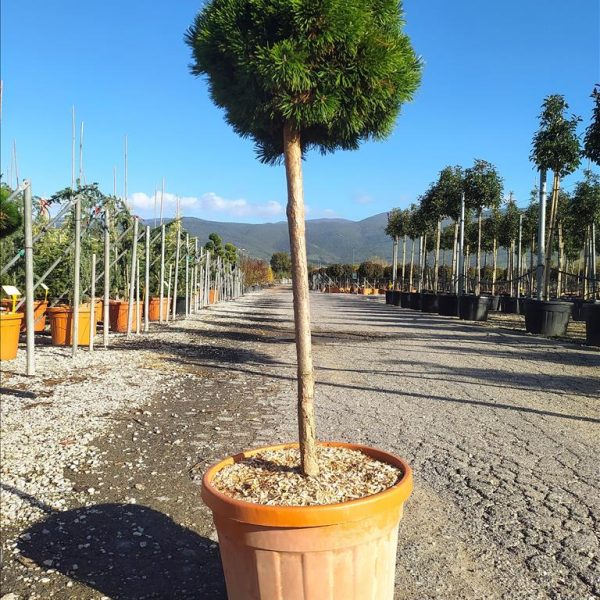Pinus mugo 'Mops' (Rušje na steblu)