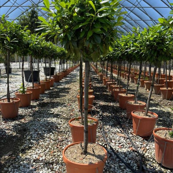 Prunus laurocerasus ‘Novita’ – oblika na steblu