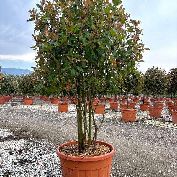 Photinia serrulata 'Red Robin' (Fotinija)