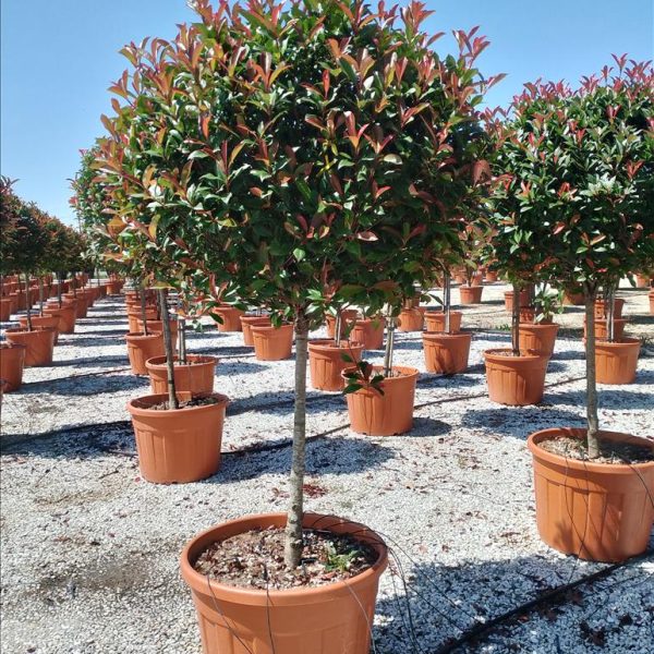 Photinia x fraseri ‘Red Robin Compacta’ (Photinija na steblu)