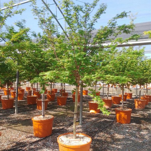 Acer palmatum ‘Limelight’ (Japonska javorjeva limeta)