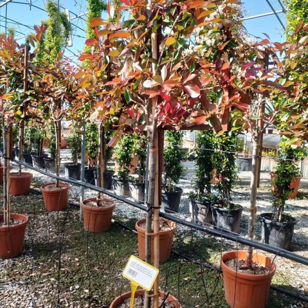 Photinia serr. 'Red Robin' (Fotinija na steblu)