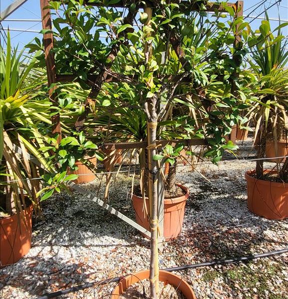 Photinia x fraseri ‘Red Robin Compacta’ (Photinija na steblu)