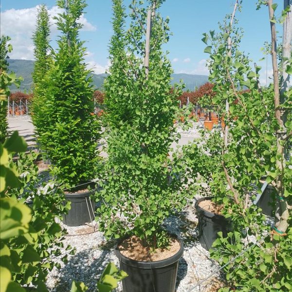 Ginkgo biloba 'Fastigiata Blagon' (Stebrasti ginko)