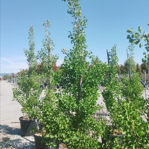 Ginkgo biloba 'Fastigiata Blagon' (Stebrasti ginko)