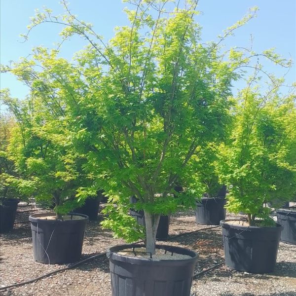 Acer palmatum 'Going Green' (Pahljačasti javor)
