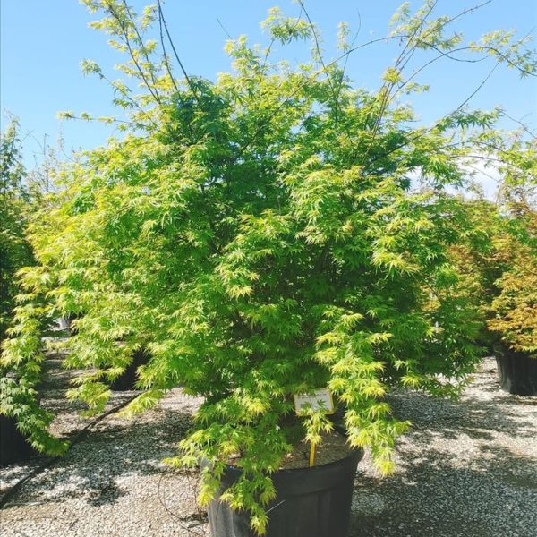 Acer palmatum (Pahljačasti javor)