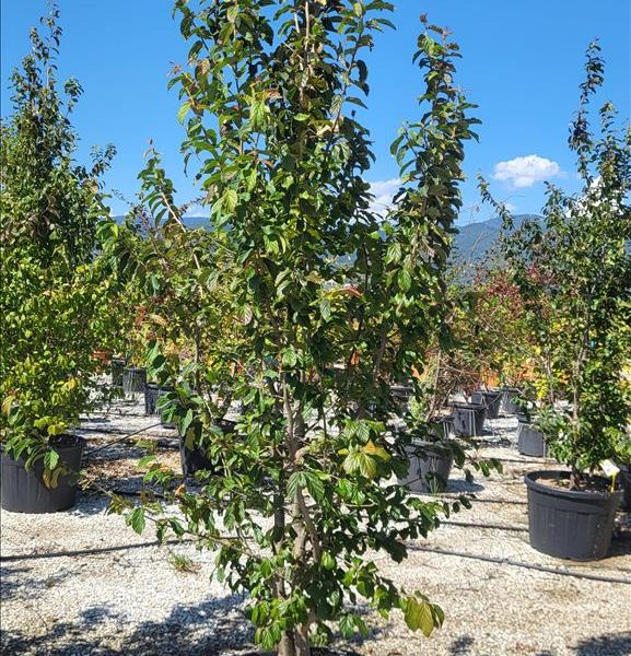 Parrotia persica 'Bella' (Perzijska Parocija 'Bella')