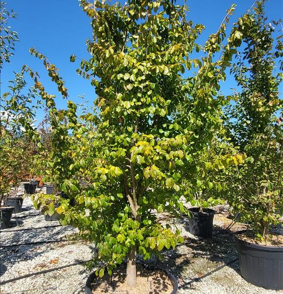 Parrotia persica `Vanessa` (Parocija/Perzijska bukev)