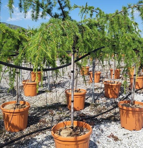 Cedrus deo. 'Pendula' Poveš.atl. cedra
