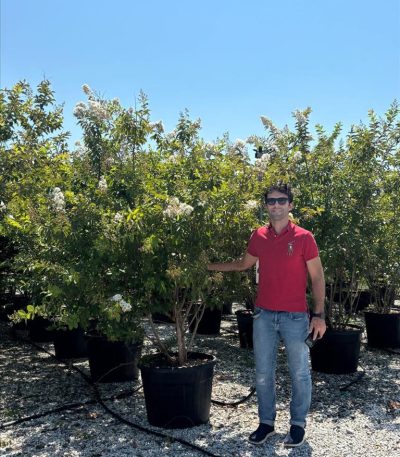 LAGERSTROEMIA IND X FAURIERI "NATCHEZ" ZE-8056455030002