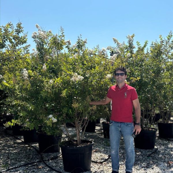 LAGERSTROEMIA IND X FAURIERI "NATCHEZ" ZE-8056455030002