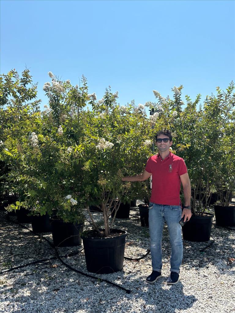 ZE-8056455030002 LAGERSTROEMIA IND X FAURIERI "NATCHEZ" ZE-8056455030002
