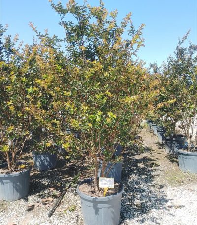 LAGERSTROEMIA IND."PINK VELOUR" ZE-8056455030019