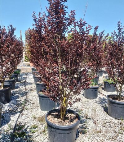 LAGERSTROEMIA IND. BLACK DIAMOND "MYSTIC MAGENTA" ZE-8056455030026