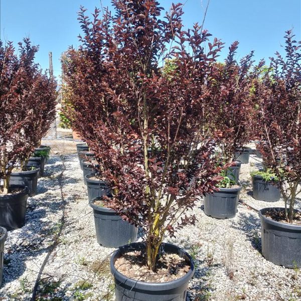 LAGERSTROEMIA IND. BLACK DIAMOND "MYSTIC MAGENTA"