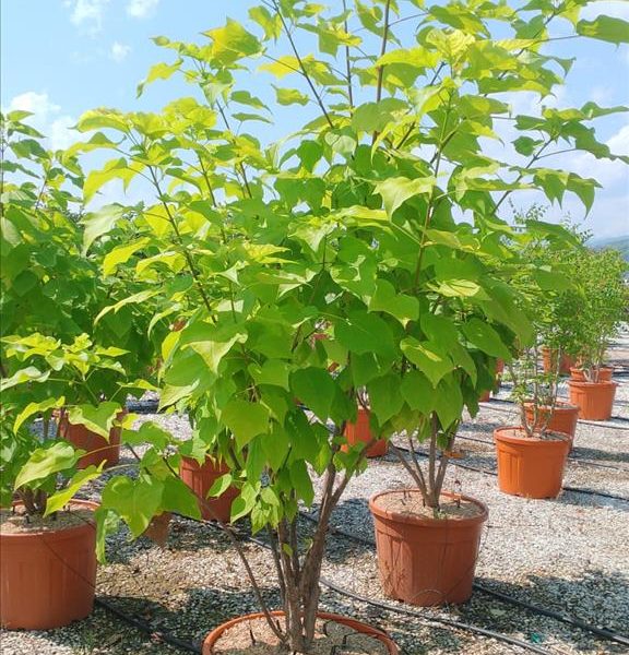 Catalpa bignoides (Navadni Cigarovec)