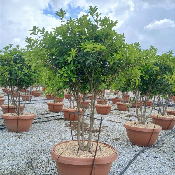 Osmanthus × fortunei – EXTRA soliter | zimzelena dišeča eleganca |