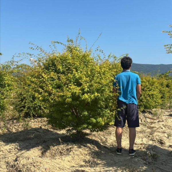 Acer palmatum 'Sango Kaku' (Pahljačasti javor)