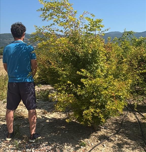 Acer palmatum 'Sango Kaku' (Pahljačasti javor)