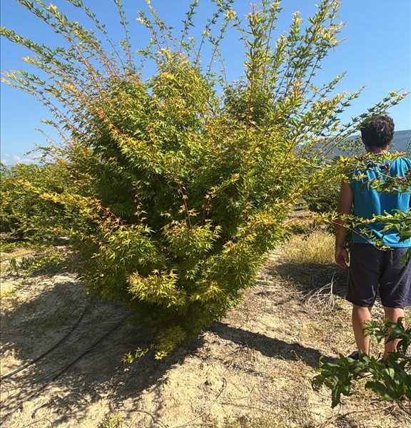 Acer palmatum 'Sango Kaku' (Pahljačasti javor)