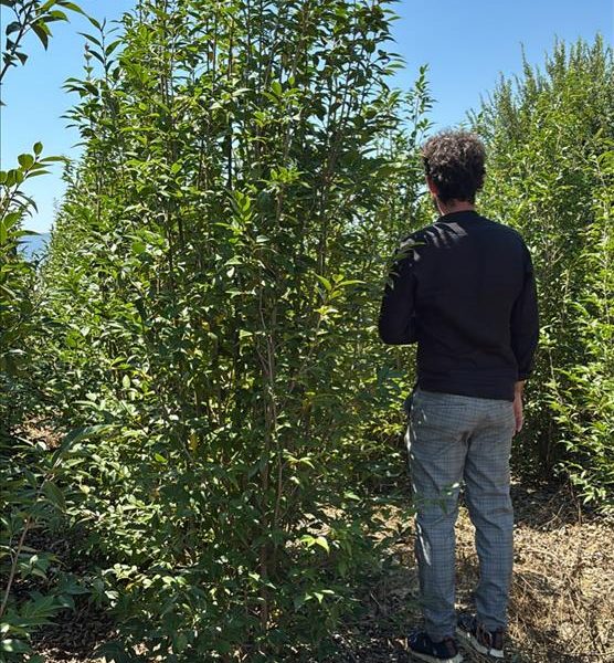 Aronia melanocarpa ‘Viking’ (črni aronija)