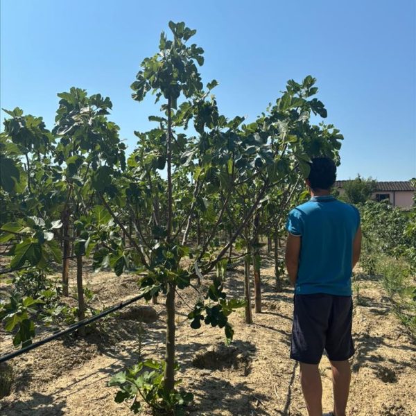 Ficus carica (Figa/Smokva)