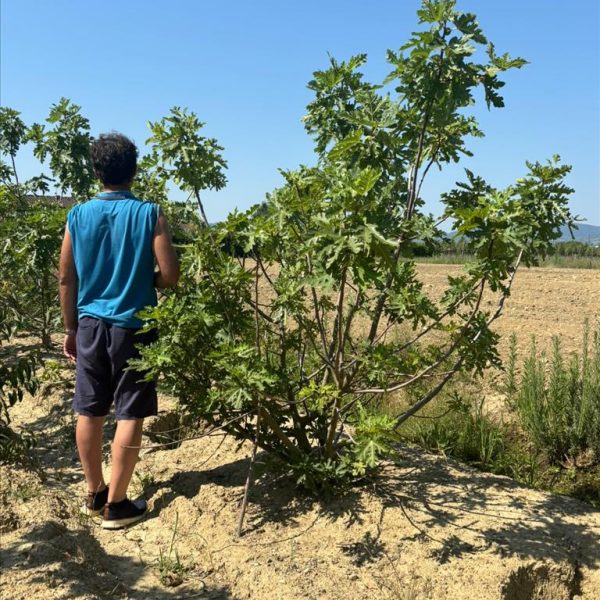 Ficus carica (Figa/Smokva)