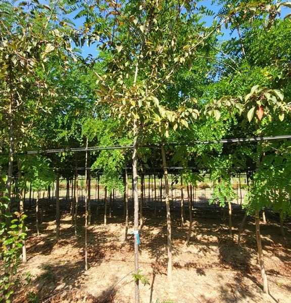Malus floribunda 'Coccinella' (Okrasna jablana na steblu)