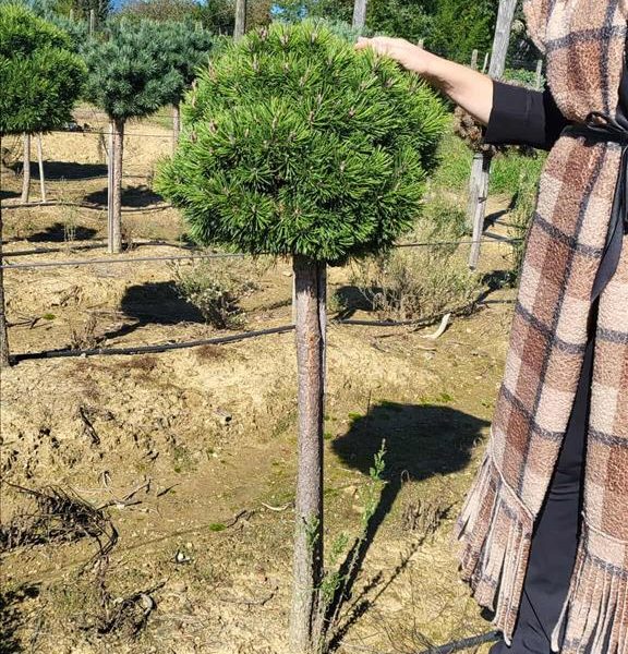 Pinus mugo 'Mops' (Rušje na steblu)