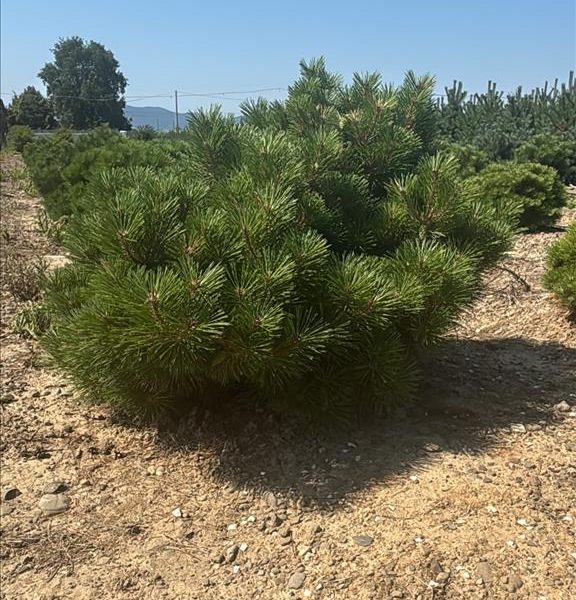 Pinus 'Bambino' (Bor na steblu)