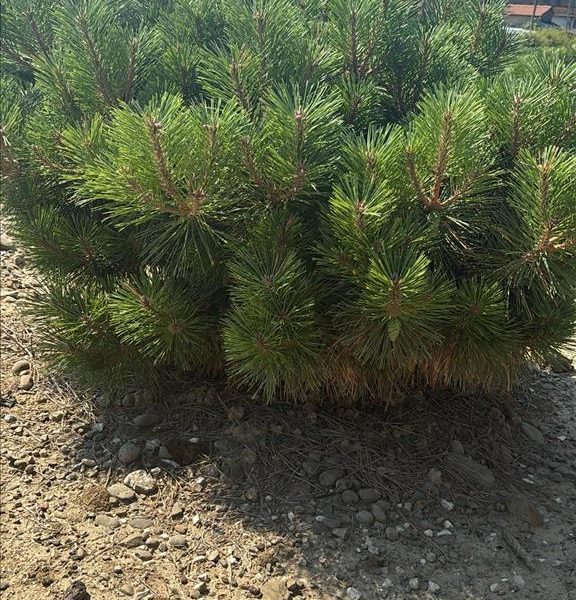 Pinus nigra 'Marie Bregon' (Rušje)