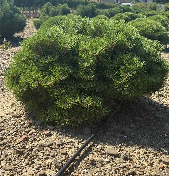 Pinus nigra 'Pierrick Bregeon (R))