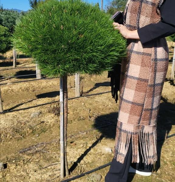 Pinus nigra 'Pierrick Bregeon' (Bor na steblu)
