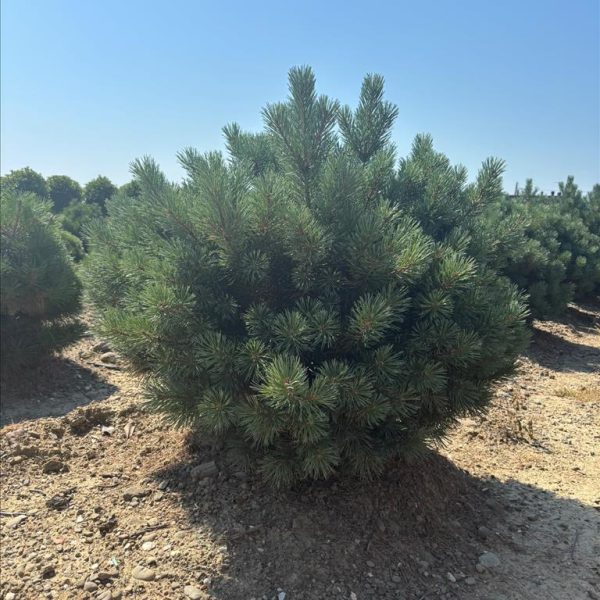 Pinus sylvestris 'Nana' (Kompaktni rdeči bor watereri)