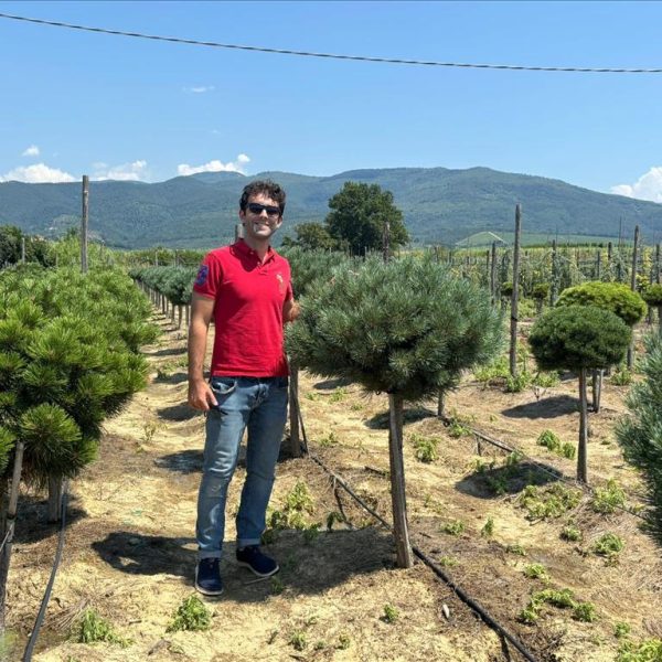 Pinus sylvestris 'Nana' (Kompaktni rdeči bor na steblu)