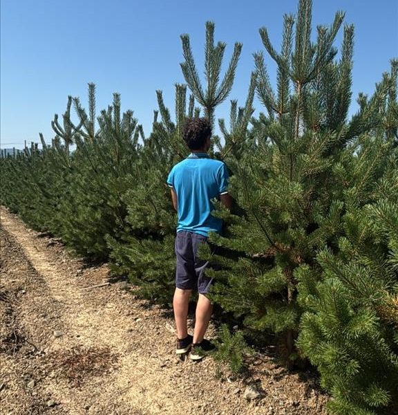 Pinus sylvestris (Rdeči bor)