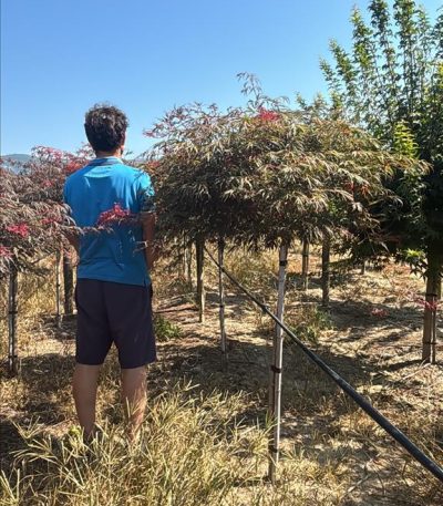 ACER PALM.DISS. "CRIMSON PRINCESS" ZE-8056455030569