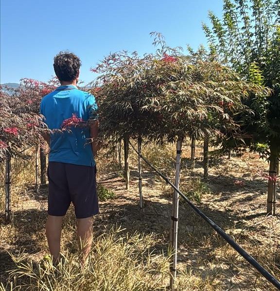 ACER PALM.DISS. "CRIMSON PRINCESS"