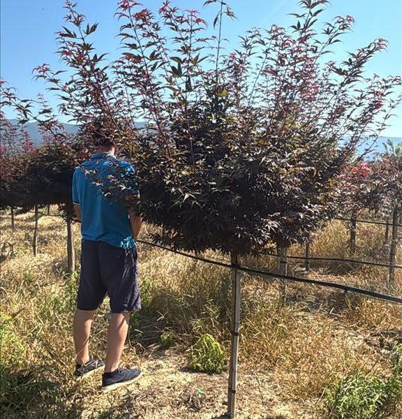 Acer palmatum ‘Skeeter’s Broom’ (Japonski javor – Na steblu)