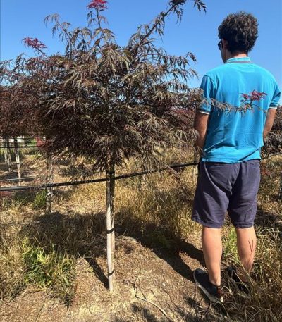 ACER PALM.DISS. "TAMUKEYAMA" ZE-8056455030637