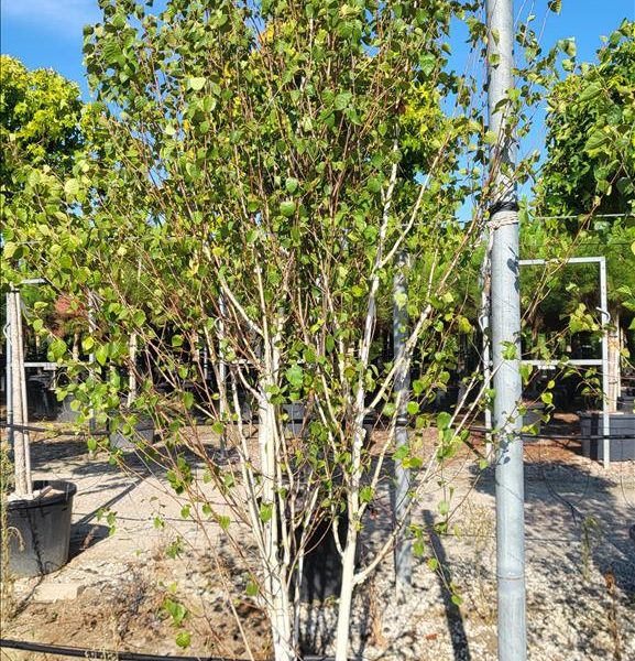 Amelanchier lamarckii (Šmarna hrušca)