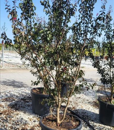 LAGERSTROEMIA INDICA CAROLINE BEAUTY ZE-8056455030675