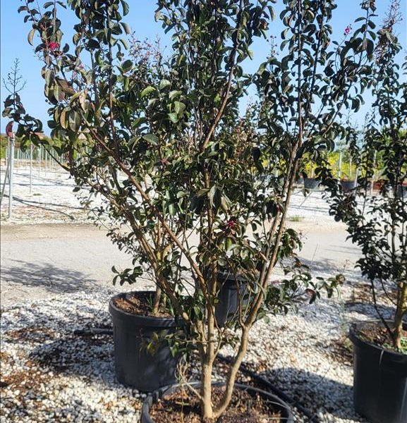 LAGERSTROEMIA INDICA CAROLINE BEAUTY ZE-8056455030675