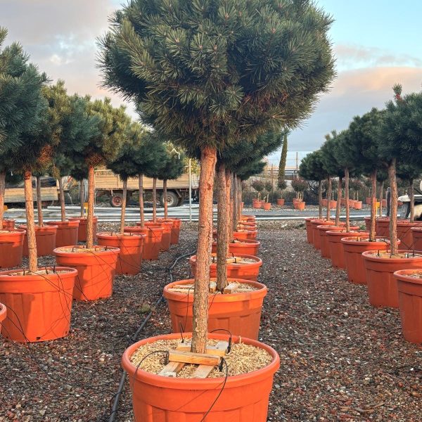 Pinus sylvestris 'Nana' (Kompaktni rdeči bor na steblu)