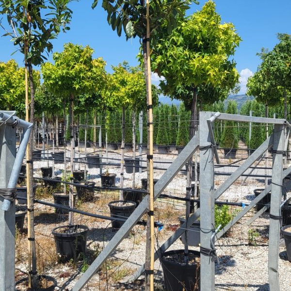 Prunus laurocerasus ‘Novita’ – oblika na steblu