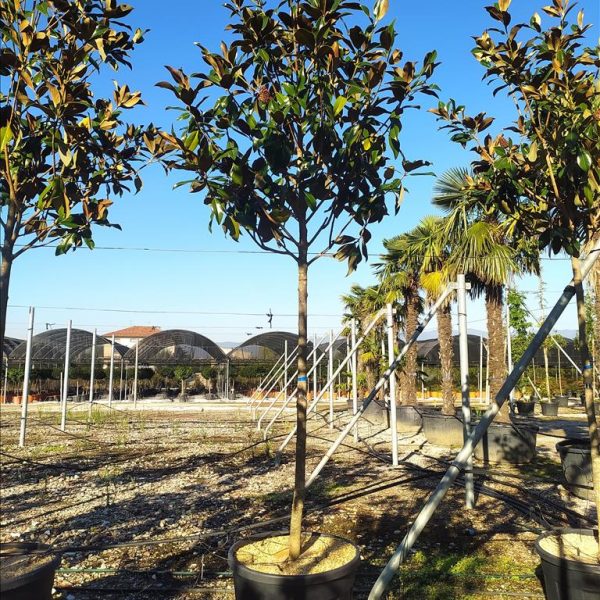 Magnolia grandiflora 'Gallisoniensis'  (Velecvetna magnolija na steblu)