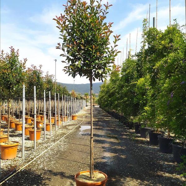 Photinia serr. 'Red Robin' (Fotinija na steblu)